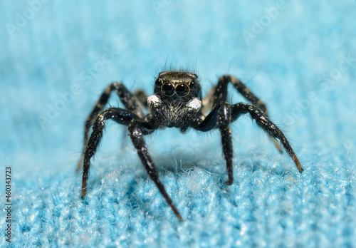 Tiny but adorable Twin-flagged jumping spider on top of a greenish blue knit fabric
