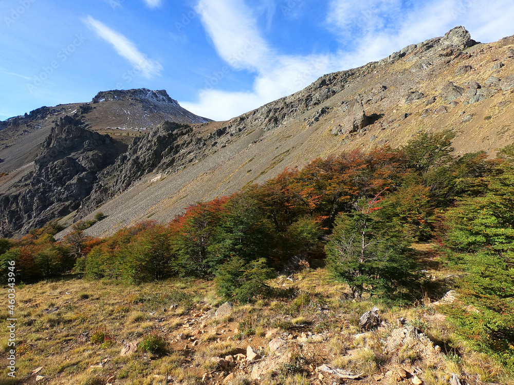 Fototapeta premium Small trees on the hillside on the way to the top of Piltriquitron hill near the Argentine town of El Bolson