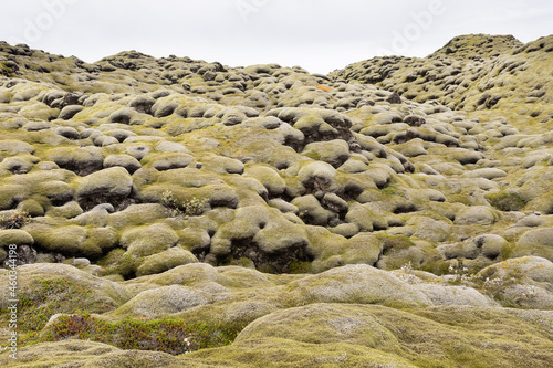 Moss on lava in Iceland Eldhraun
