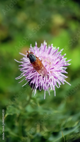 Fly on thistle