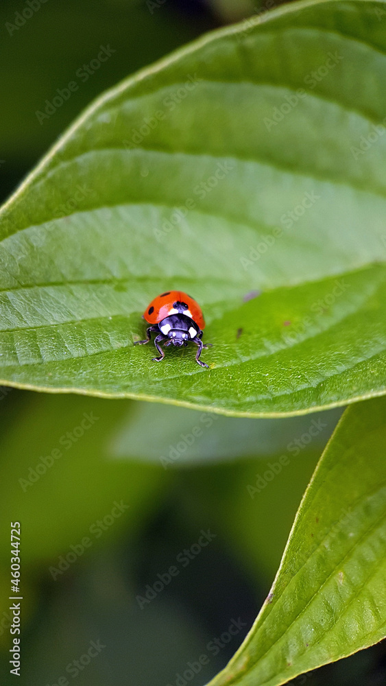 ladybug on leaf ladybug on leaf