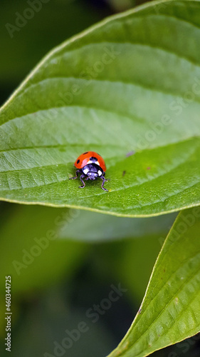 ladybug on leaf