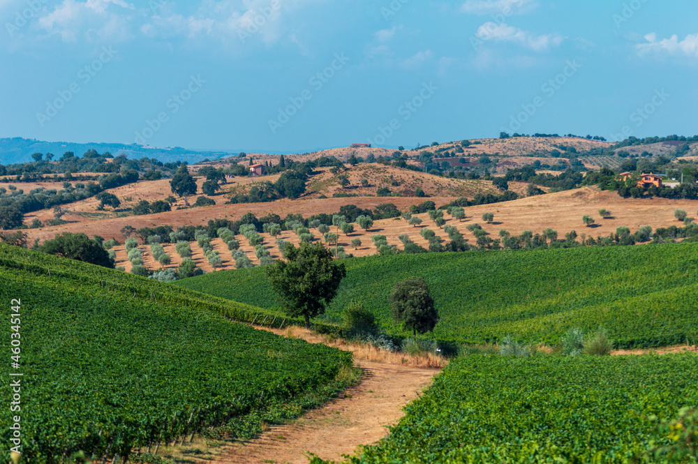 Vineyard fields in the hills of Tuscany in Italy