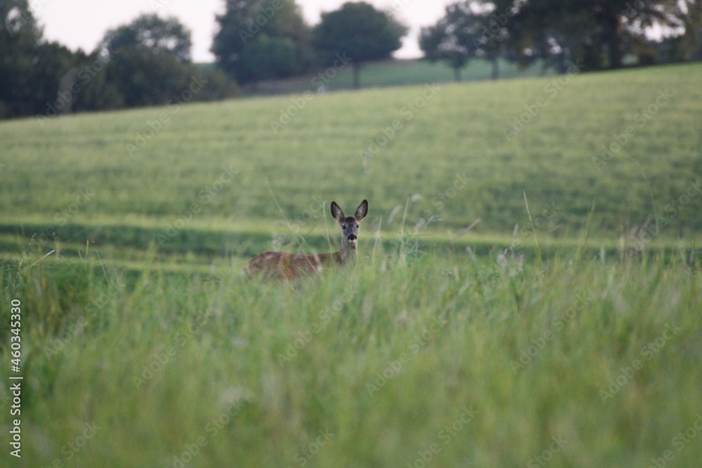 Reh auf einer Wiese (Capreolus capreolus) Reh auf einer Wiese (Capreolus capreolus)