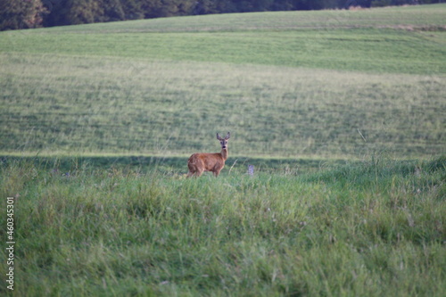 Reh auf einer Wiese