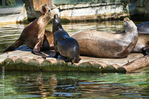 sea seal at the berlin zoo