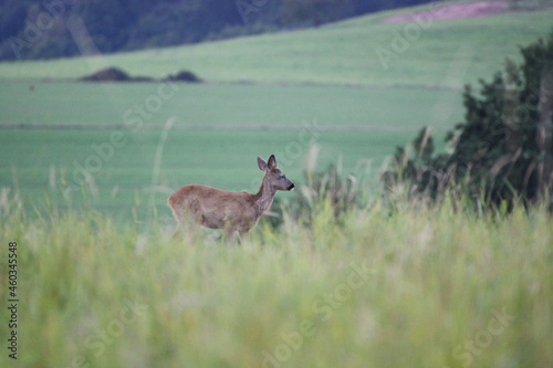 Reh auf einer Wiese  Capreolus capreolus 