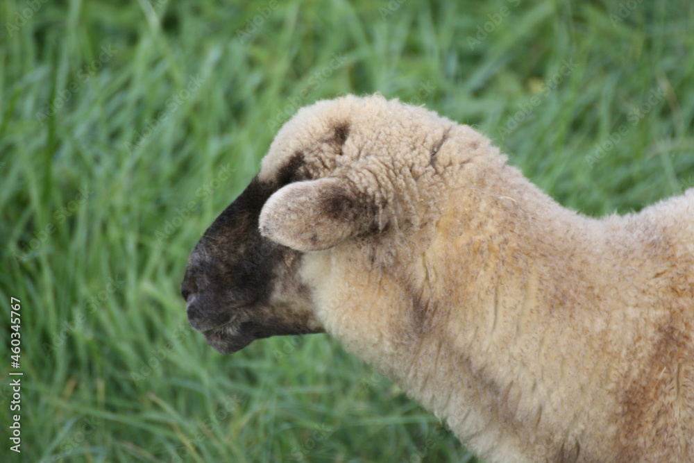 Obraz premium Schaf Close-up