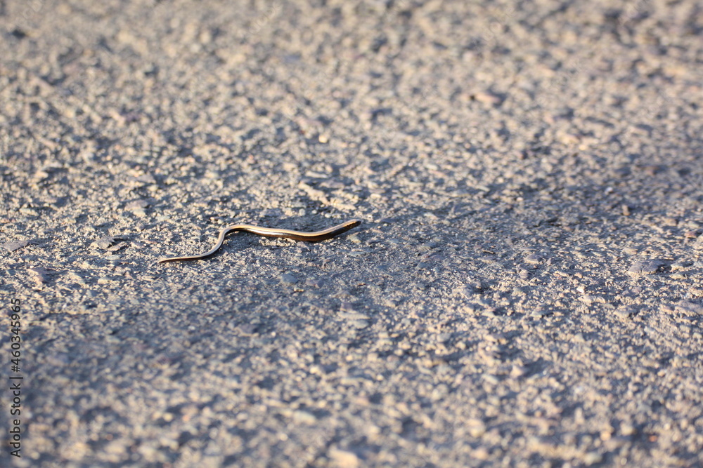 Blindschleiche (Anguis fragilis)