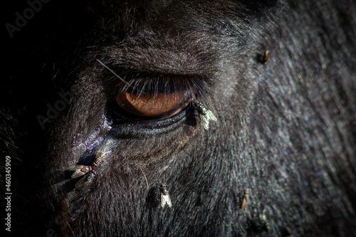 Flies surround a donkey's eye on a sunny day.