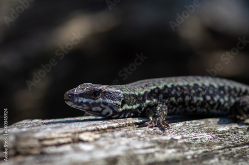 A lizard takes advantage of the heat of the last rays of the sun on a log.