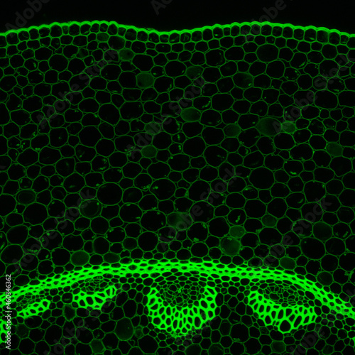 Fotografía Convallaria plant microscopic sample, fluorescence signal observed with confocal