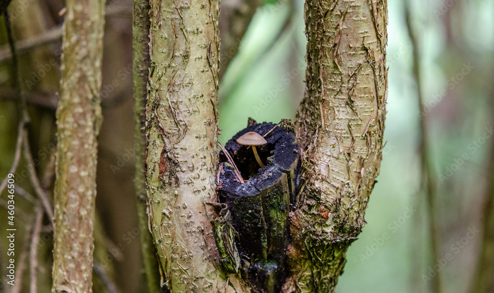 Obraz premium Wild mushroom growing on the tree.