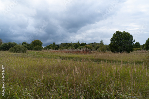 View of the autumn meadow. Wild grasses are in the foreground. In the background  young trees and bushes. Evening  cloudy. Sky with textured gray clouds. Rural landscape.