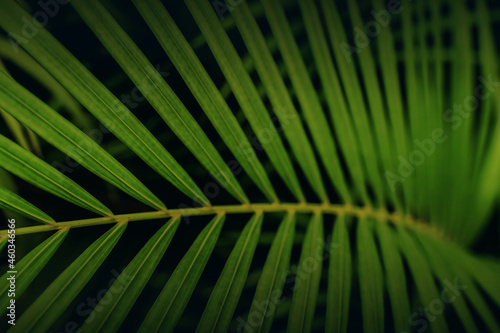 Dypsis lutescens concept, butterfly palm green abstract texture with, natural background, tropical leaves in Asia and Phuket Thailand. © Stock.Foto.Touch
