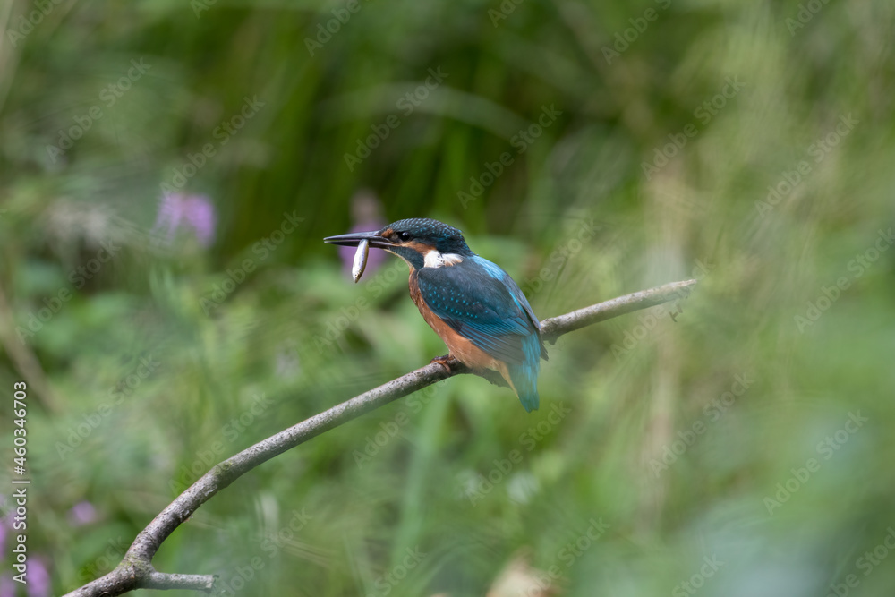 Common Kingfisher Alcedo atto has caught a fish by the river. A beautiful colorful bird perched on a branch with its prey. Successful hunting, kingfisher with fish. Common Kingfisher Alcedo atto has caught a fish by the river. A beautiful colorful bird perched on a branch with its prey. Successful hunting, kingfisher with fish.