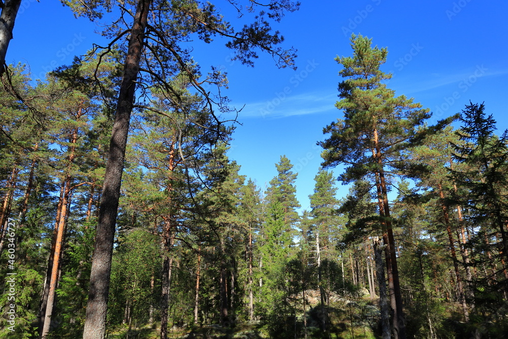 Obraz premium National reserve park at Tiveden. Inside a wild forest. Swedish nature during the summer. Beautiful view. Sweden, Scandinavia, Europe.