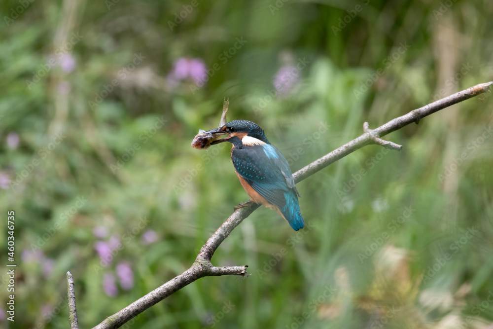 Fototapeta premium Common Kingfisher Alcedo atto has caught a fish by the river. A beautiful colorful bird perched on a branch with its prey. Successful hunting, kingfisher with fish.