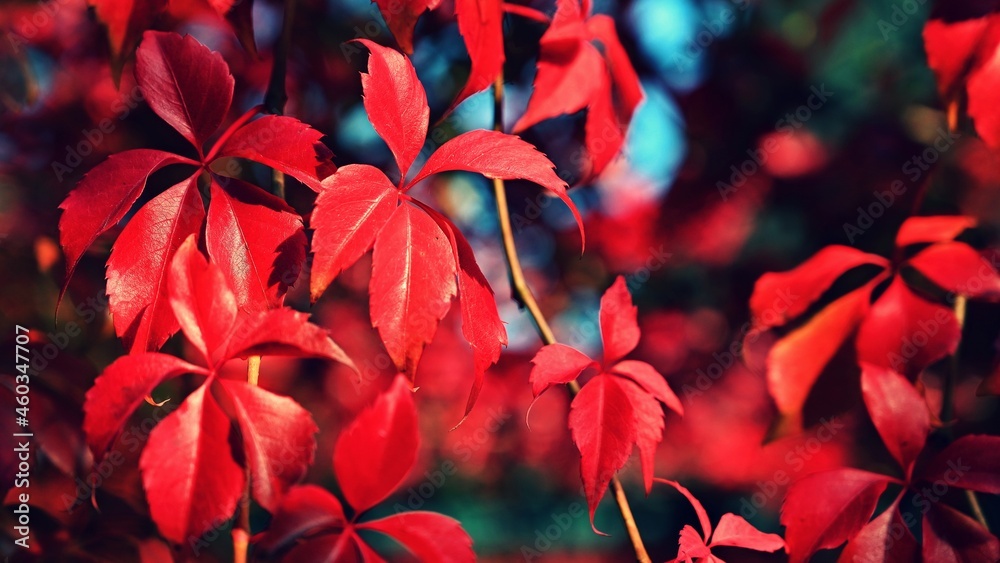Autumn background. Beautiful colorful leaves in nature with the sun. Seasonal concept outdoors in autumn park. Autumn background. Beautiful colorful leaves in nature with the sun. Seasonal concept outdoors in autumn park.