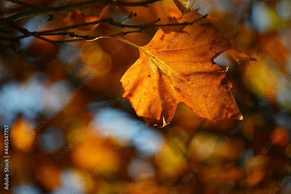 Autumn background. Beautiful colorful leaves in nature with the sun. Seasonal concept outdoors in autumn park. Autumn background. Beautiful colorful leaves in nature with the sun. Seasonal concept outdoors in autumn park.