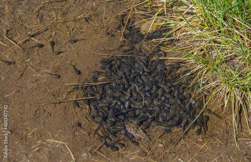 фотографія Frog tadpoles in a swamp.