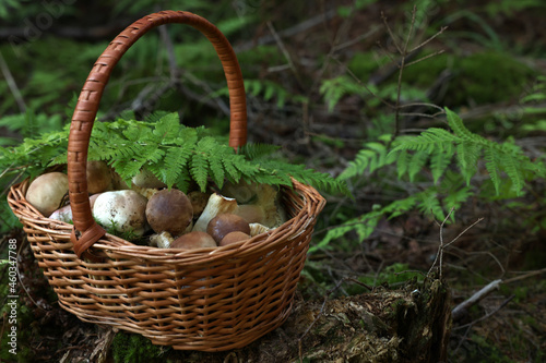Basket full of fresh mushrooms in forest. Space for text