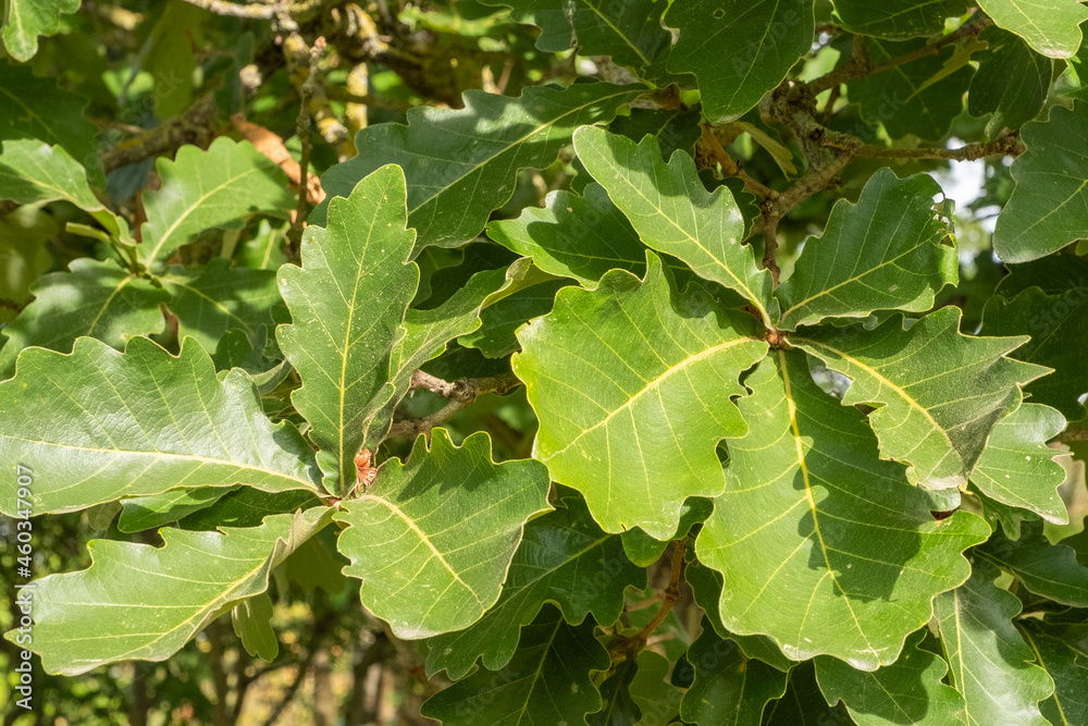 Quercus dentata Carl Ferris Miller Japanische Kaisereiche Blatt Quercus dentata Carl Ferris Miller Japanische Kaisereiche Blatt
