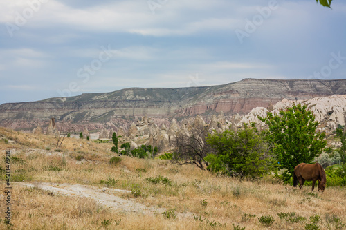 Amazing Volcanic rock formations are known in Cappadocia. The horse is grazing on the mountainside. Yellow grass and horse. Mushroom Valley is one of the attractions in Goreme National Park, Turkey. photo