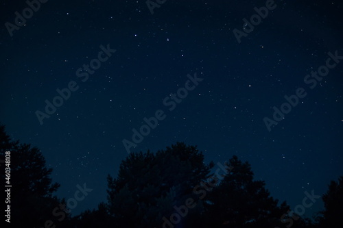 Ursa Major Constellation. Night starry sky above the treetops. A