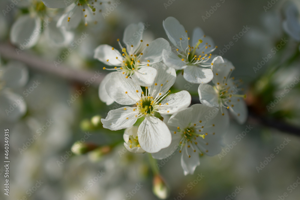 tree flowers