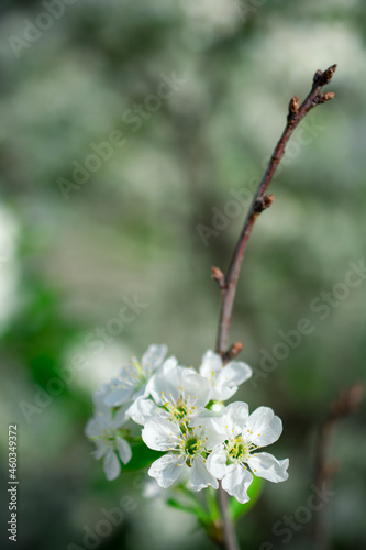 blossom in spring