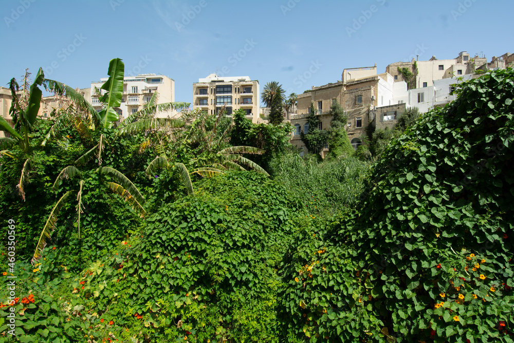 Urban Jungle Balutta Bay Malta