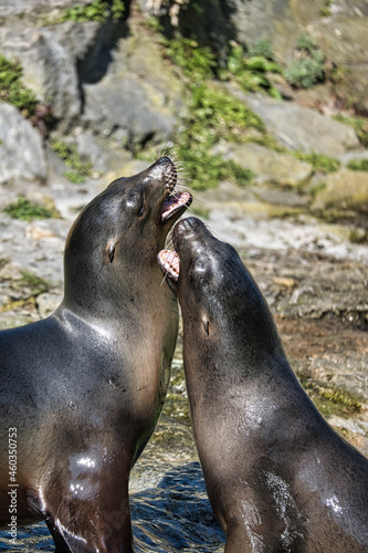 sea seals playing in berlin zoo