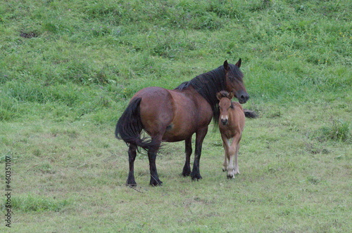 A couple of horses in a meadow of Cantabria.