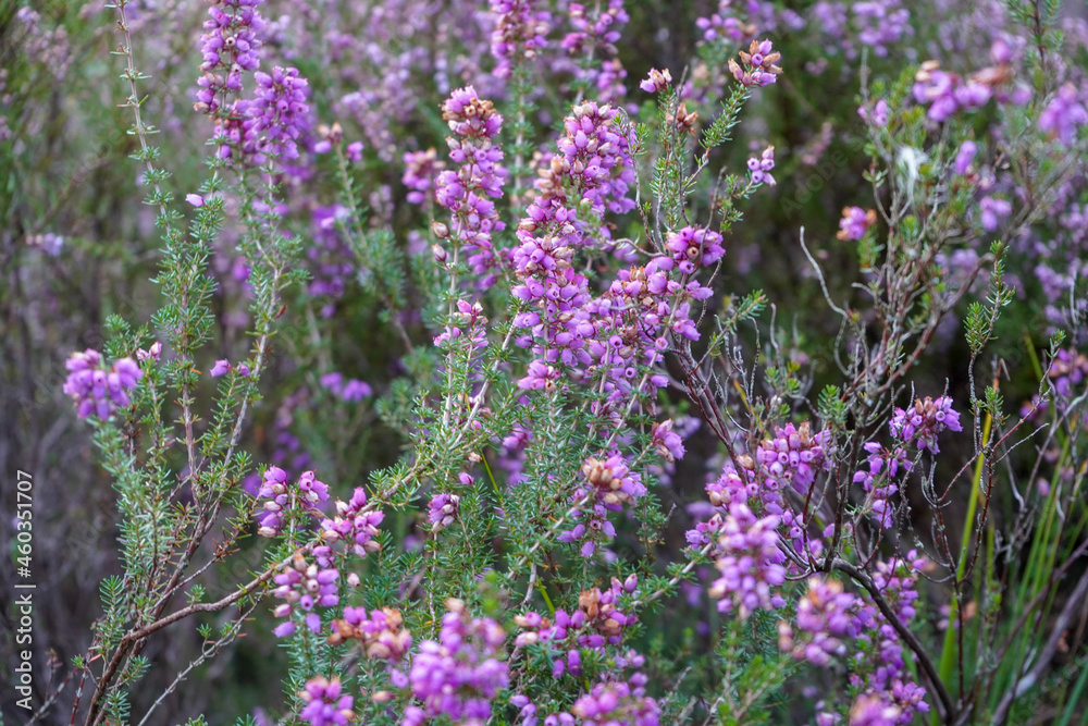 Obraz premium Close up of purple heather