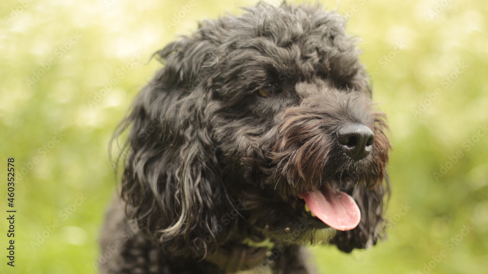 black and white Cockapoo