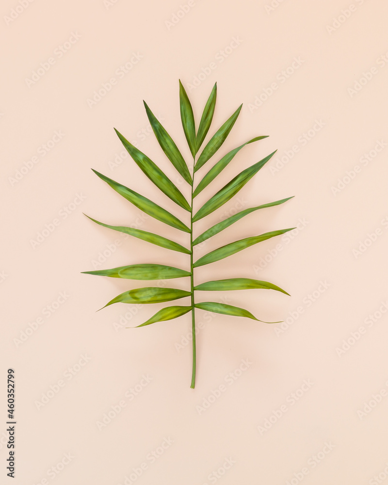 Minimal summer romantic composition with tropical green palm leaf on a pink background. Summer concept. Flat lay