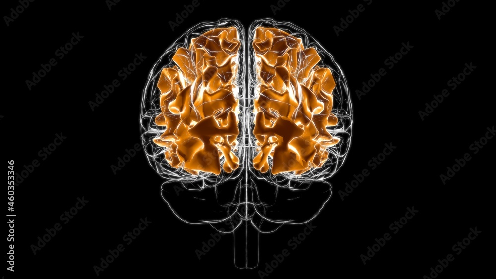 Brain White matter of cerebral hemisphere Anatomy For Medical Concept 3D Brain White matter of cerebral hemisphere Anatomy For Medical Concept 3D