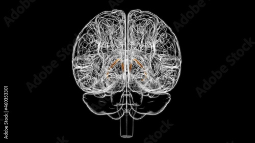 Brain stria terminalis Anatomy For Medical Concept 3D photo