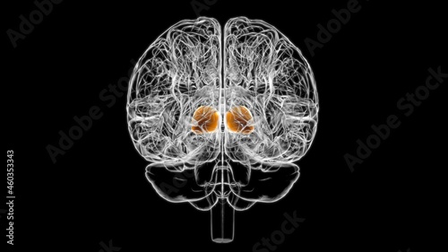 Brain thalamus Anatomy For Medical Concept 3D photo