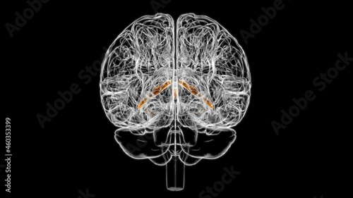 Brain Choroid plexus of cerebral hemisphere Anatomy For Medical Concept 3D
