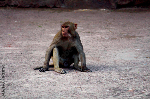 baboon sitting on a rock in the morning  sitting baboon monkey