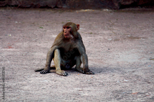 baboon sitting on a rock in the morning, sitting baboon monkey
