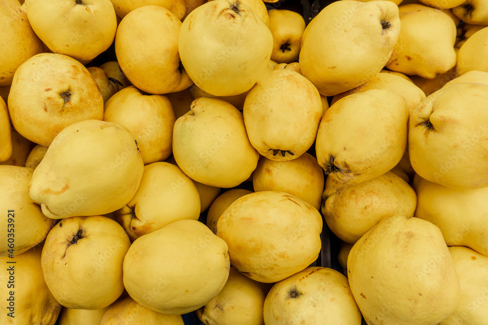 Harvest ripe quinces collected in boxes Harvest ripe quinces collected in boxes