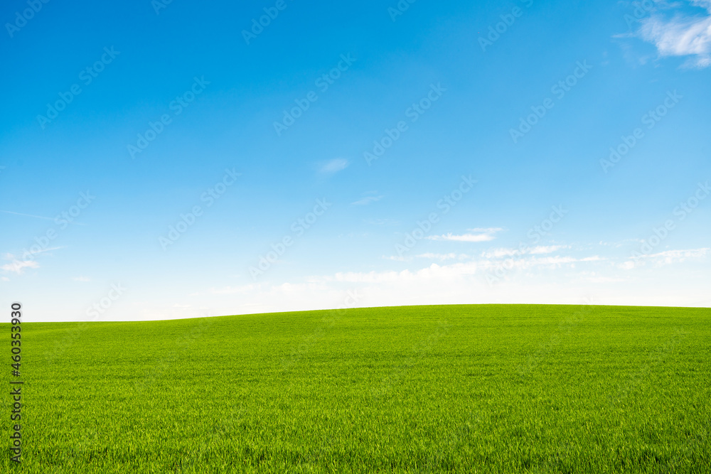 Green meadows with blue sky and clouds background