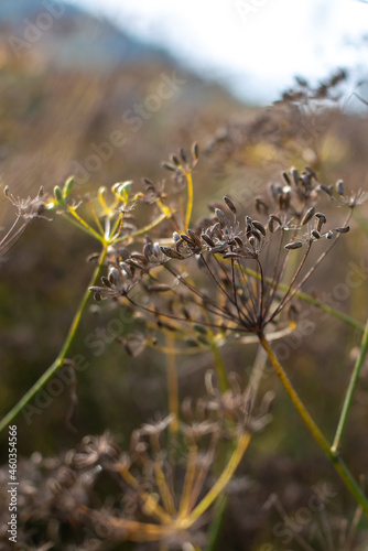 Fennel in a field in autumn with sunlight from behind