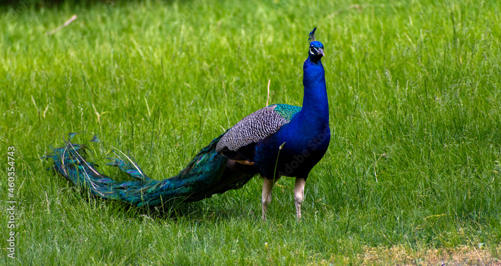 Obraz premium peacock in the grass