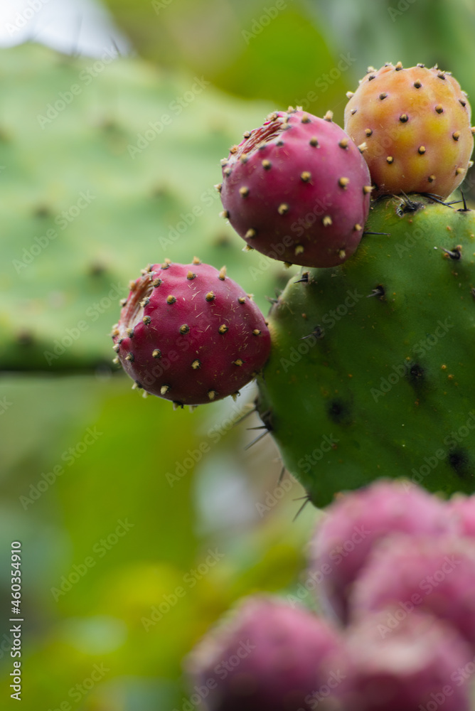 Nopal, flora y textura de México Nopal, flora y textura de México