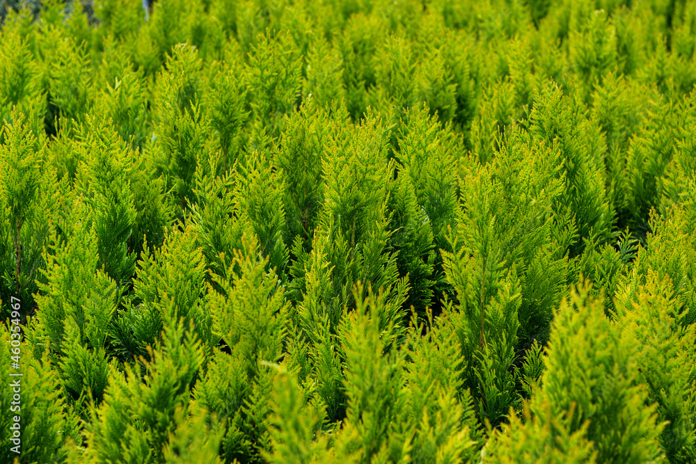 Green background of light yellow thuja occidentalis in the nursery before the sale