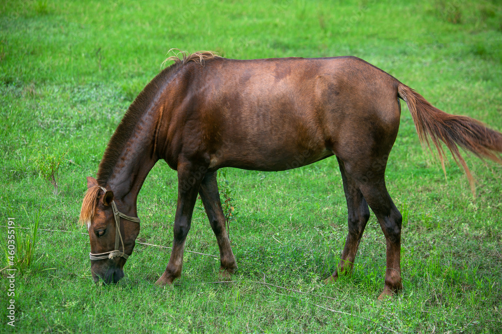 A brown-red domesticated horse is eating the green grass of the field. Asian cross-breeding horse. A brown-red domesticated horse is eating the green grass of the field. Asian cross-breeding horse.